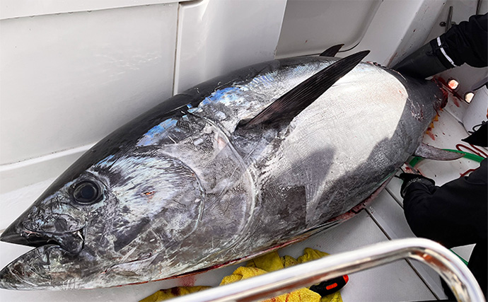 【速報】クロマグロ採捕規制が強化！「上限5トン→３トンへ」　9月から翌年3月まで