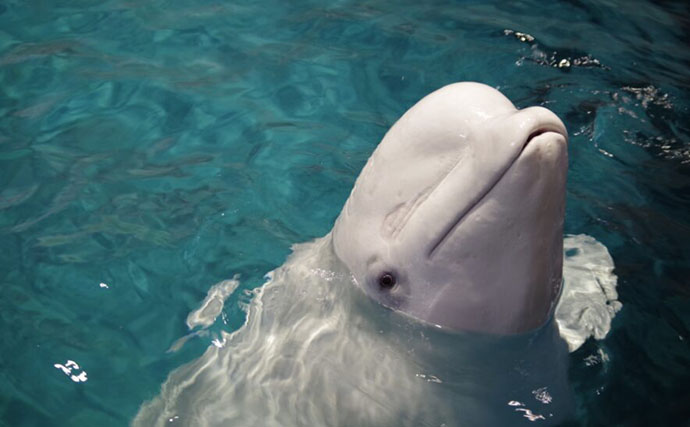 【イルカとクジラの違い】は全長が4m以上かどうか　分類上は同じ仲間で違いは大きさだけ