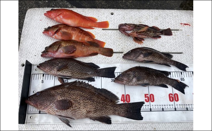 『ティーロMR』で挑む磯ロックフィッシュゲーム【三重・尾鷲】良型アカハタ＆オオモンハタ浮上！