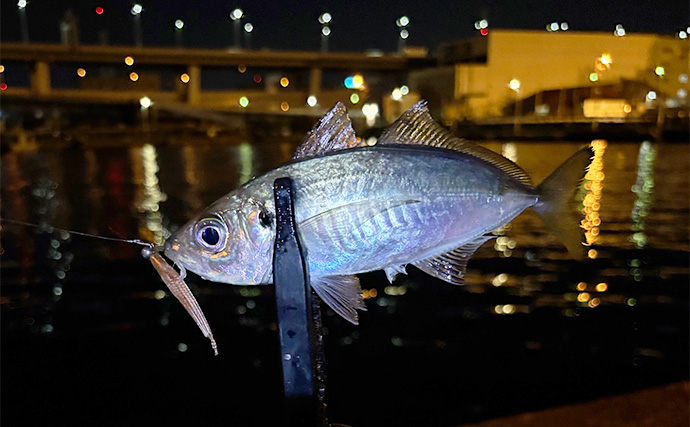 大阪南港の秋アジングシーズン開幕はいつ？ 「サヨリ」の群れ回遊タイミングがヒント