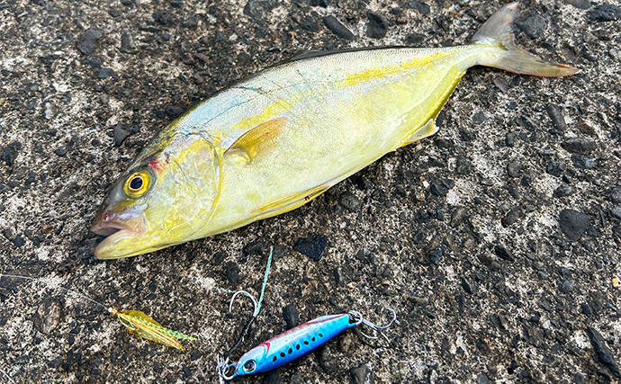 「ジグサビキしか勝たん！」堤防ライトショアジギングでショゴにツバス【福井・茂原人工海水浴場】