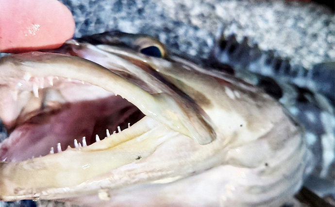 「漁港で高級魚クエが釣れる？」 エサ・ルアー釣りどちらでもクエキャッチに成功【和歌山】