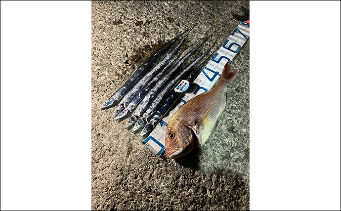 波止での遠投でタチウオ4本をキャッチ【大阪湾】テンヤ遠投＆速攻アクションが的中！