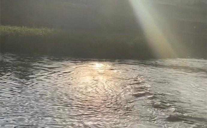 「雨が降った後はシーバスゲームの大チャンス！」 濁りと流れが攻略の決め手