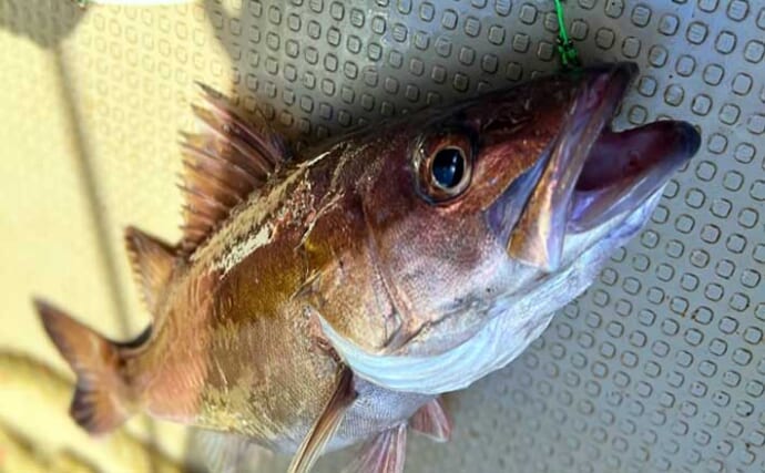 オフショアジギングで7kg頭に超美味魚『アラ』が船中乱舞！【石川・輪島】