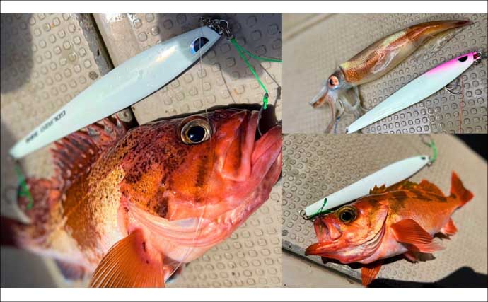 オフショアジギングで7kg頭に超美味魚『アラ』が船中乱舞！【石川・輪島】