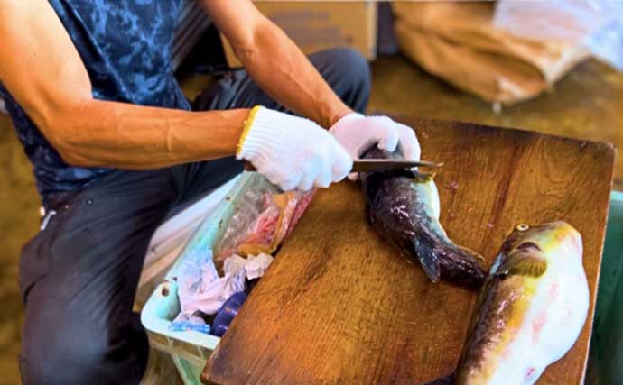 オフショアジギングで7kg頭に超美味魚『アラ』が船中乱舞！【石川・輪島】