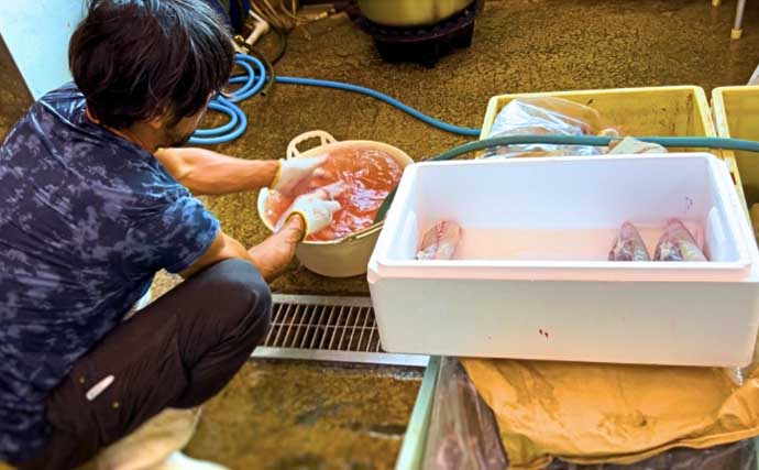 オフショアジギングで7kg頭に超美味魚『アラ』が船中乱舞！【石川・輪島】