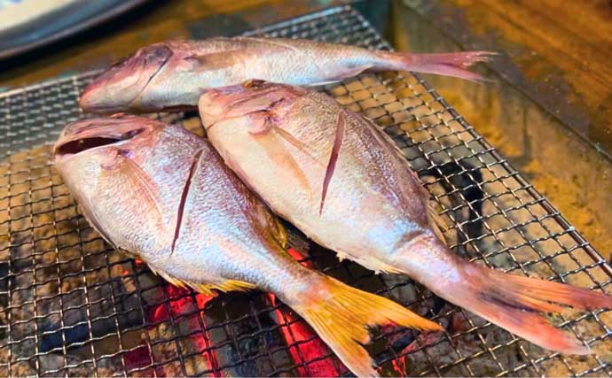 オフショアジギングで7kg頭に超美味魚『アラ』が船中乱舞！【石川・輪島】