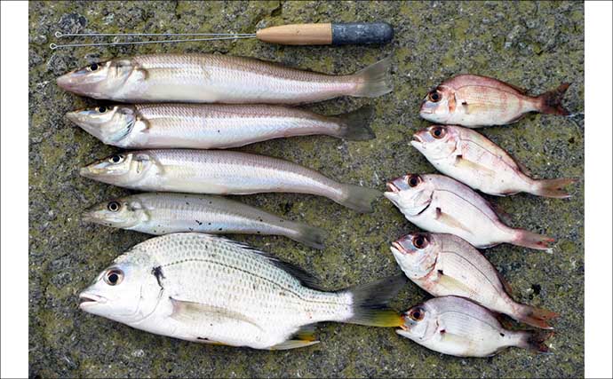 キス釣りゲスト魚で作る「夏にピッタリ」レシピ：キビレと季節野菜の炒めもの～梅酢風味～