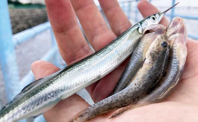 JERA海釣り桟橋のちょい投げ釣りでハゼ＆セイゴ連発！【三重】25cmサヨリも登場