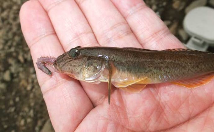 「南伊豆でハゼ釣りシーズンが開幕！」青野川で小型主体に15尾をキャッチ【静岡】