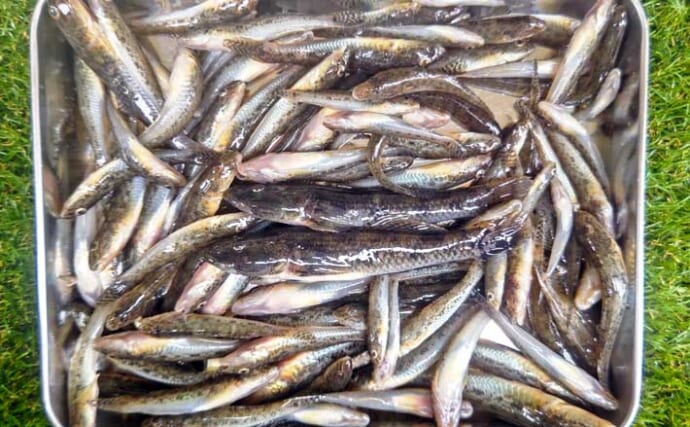 矢那川河口＆木更津港のミャク釣りでハゼ88尾手中【千葉】珍魚ウロハゼもヒット