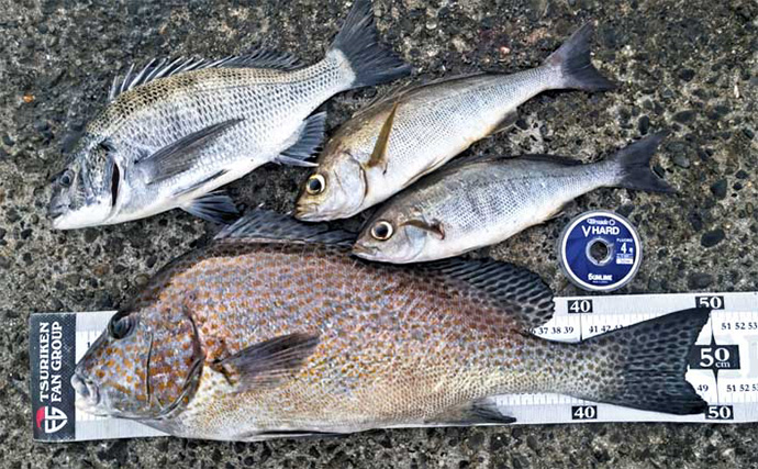 洲崎北港のウキフカセ釣りで50cmコロダイをキャッチ！【千葉】クロダイ32cmも登場