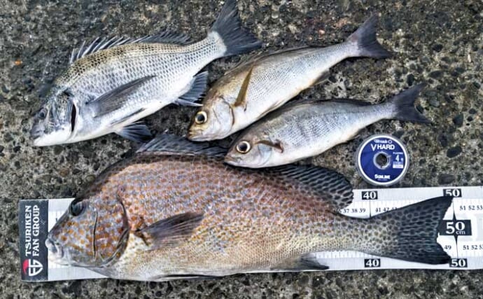 洲崎北港のウキフカセ釣りで50cmコロダイをキャッチ！【千葉】クロダイ32cmも登場