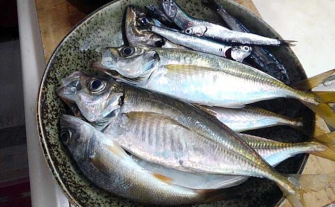 東京湾奥LTアジで船デビュー成功！【神奈川・渡辺釣船店】良型まじりで計33尾キャッチ