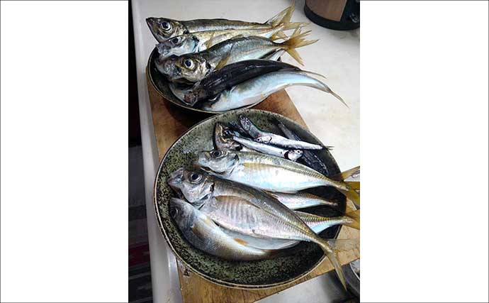 東京湾奥LTアジで船デビュー成功！【神奈川・渡辺釣船店】良型まじりで計33尾キャッチ