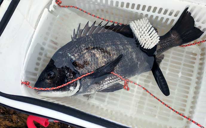 「高性能なのに安価！」チヌ釣り用ウキ『翔黒X』の4つの魅力とオススメの使い方とは？