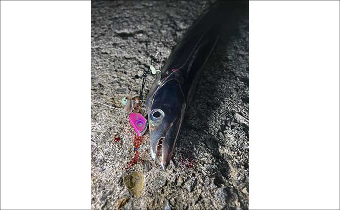 コロコロ変わるレンジと甘噛みに苦戦！ 大阪湾波止タチウオ釣りで5匹キャッチ