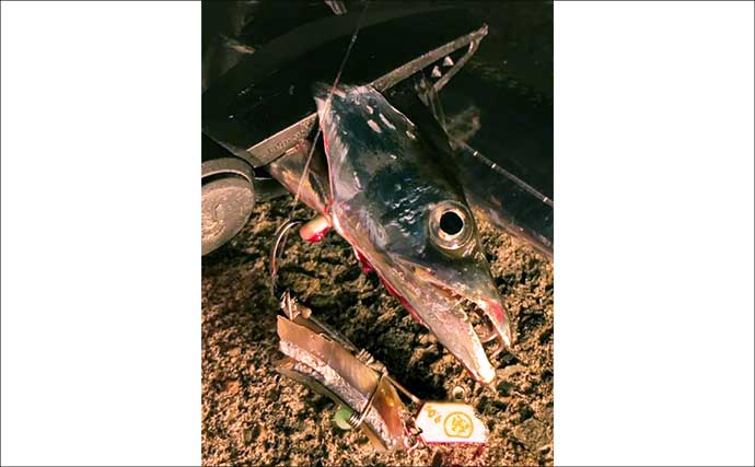 コロコロ変わるレンジと甘噛みに苦戦！ 大阪湾波止タチウオ釣りで5匹キャッチ