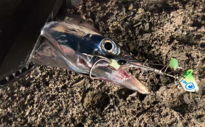 コロコロ変わるレンジと甘噛みに苦戦！ 大阪湾波止タチウオ釣りで5匹キャッチ