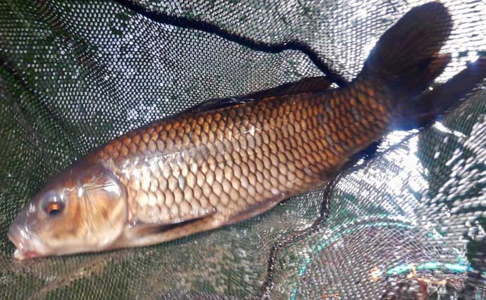 『常盤つり堀センター』への子連れ釣行でコイ混じりにキンギョ100尾超え達成！【東京・町田】