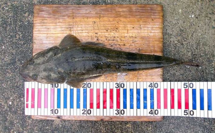 明石沖ボートルアーマゴチ釣行で56cm本命をキャッチ【兵庫】赤のグローカラーにヒット