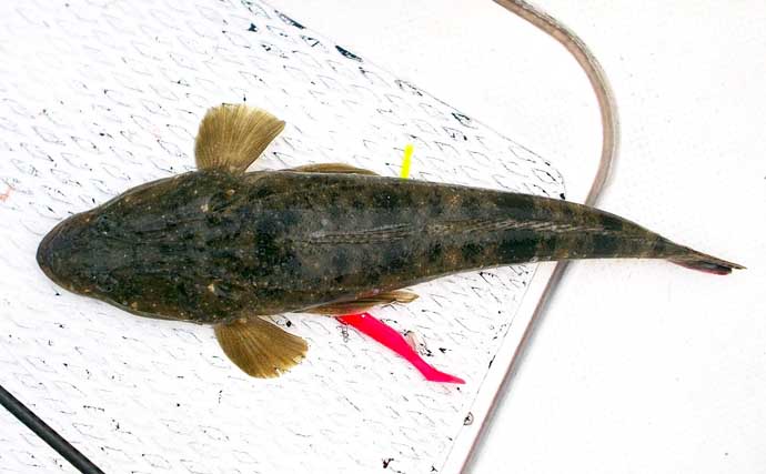 明石沖ボートルアーマゴチ釣行で56cm本命をキャッチ【兵庫】赤のグローカラーにヒット