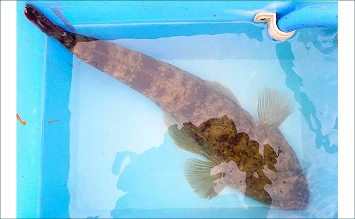 明石沖ボートルアーマゴチ釣行で56cm本命をキャッチ【兵庫】赤のグローカラーにヒット