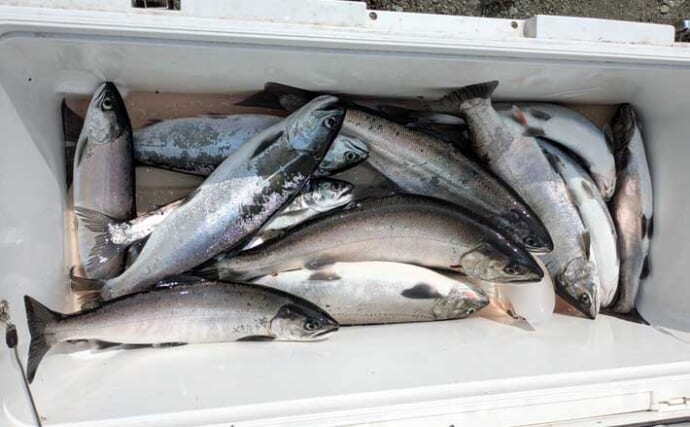 「ビワマスをバラしまくり！」 真夏のレイクトローリングで46cm頭に船中12匹【琵琶湖】