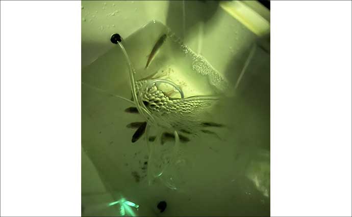 ロックゲームで38.5cm頭にアカハタ7匹【静岡・達丸】生きエサの胴突き仕掛けで連発