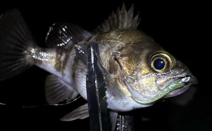 顔が一番好きな魚を考えてみた　目がパッチリで美少年・美少女的な魚といえば？