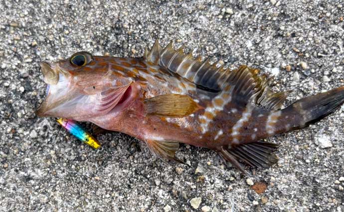 顔が一番好きな魚を考えてみた　目がパッチリで美少年・美少女的な魚といえば？