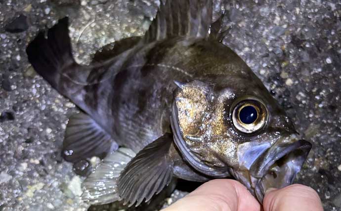 顔が一番好きな魚を考えてみた　目がパッチリで美少年・美少女的な魚といえば？