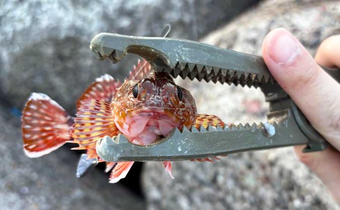 顔が一番好きな魚を考えてみた　目がパッチリで美少年・美少女的な魚といえば？