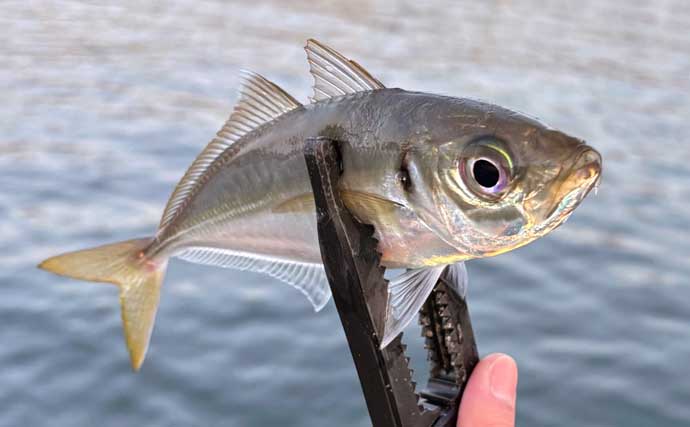 顔が一番好きな魚を考えてみた　目がパッチリで美少年・美少女的な魚といえば？