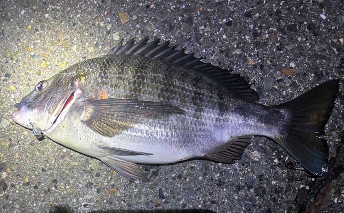 顔が一番好きな魚を考えてみた　目がパッチリで美少年・美少女的な魚といえば？