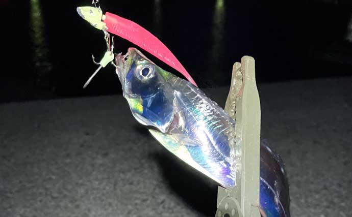 顔が一番好きな魚を考えてみた　目がパッチリで美少年・美少女的な魚といえば？