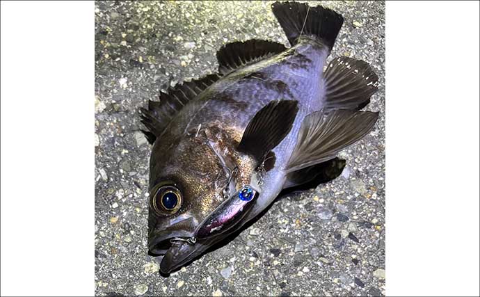 顔が一番好きな魚を考えてみた　目がパッチリで美少年・美少女的な魚といえば？