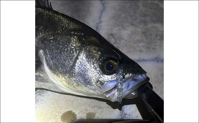 顔が一番好きな魚を考えてみた　目がパッチリで美少年・美少女的な魚といえば？