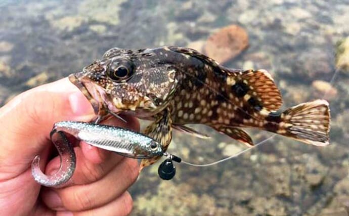「水深50cm以下の激浅でも魚は釣れる！」超浅場のライトロックゲームのススメ