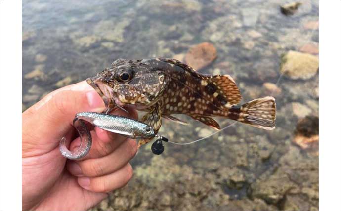 「水深50cm以下の激浅でも魚は釣れる！」超浅場のライトロックゲームのススメ