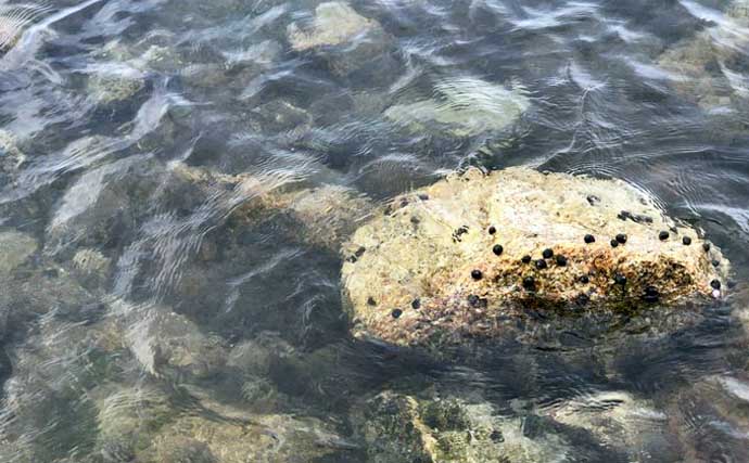 「水深50cm以下の激浅でも魚は釣れる！」超浅場のライトロックゲームのススメ