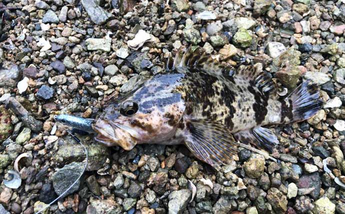 「水深50cm以下の激浅でも魚は釣れる！」超浅場のライトロックゲームのススメ