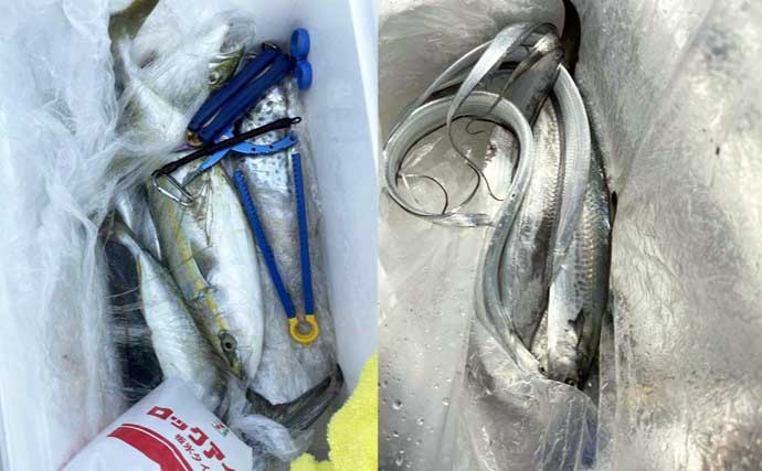 関西エリアの【船釣り特選釣果】イカメタル便でシロイカ快釣！竿頭は連日50匹超え