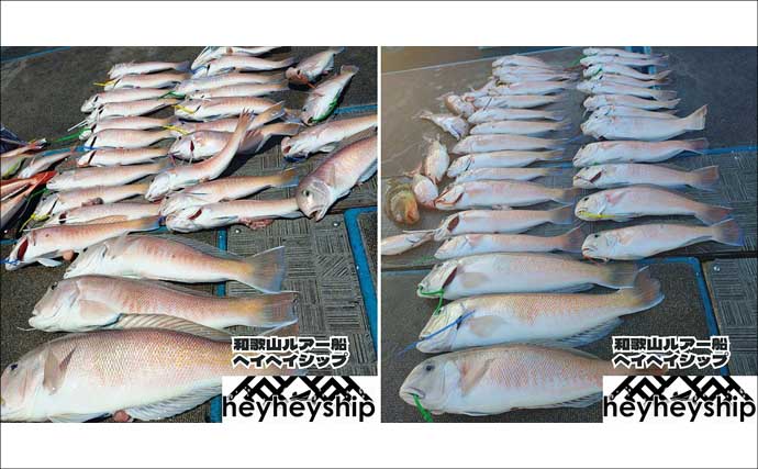 関西エリアの【船釣り特選釣果】イカメタル便でシロイカ快釣！竿頭は連日50匹超え