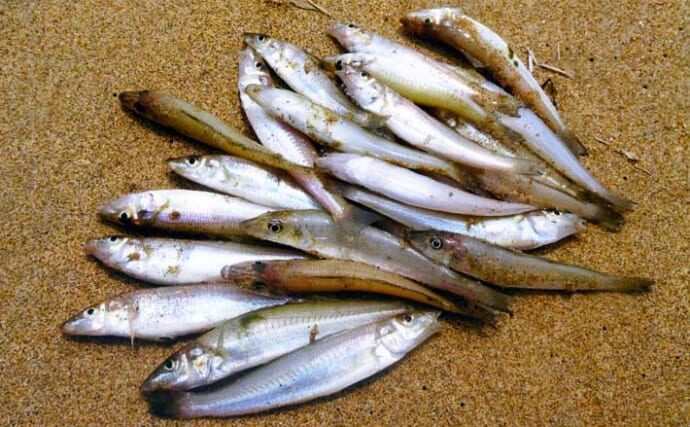 吉崎海岸のちょい投げ釣りでシロギス22匹キャッチ【三重】濁りとゴミをかわして好釣