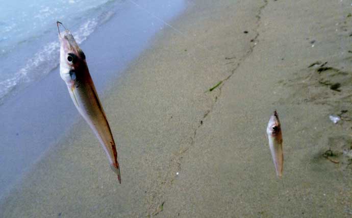 吉崎海岸のちょい投げ釣りでシロギス22匹キャッチ【三重】濁りとゴミをかわして好釣