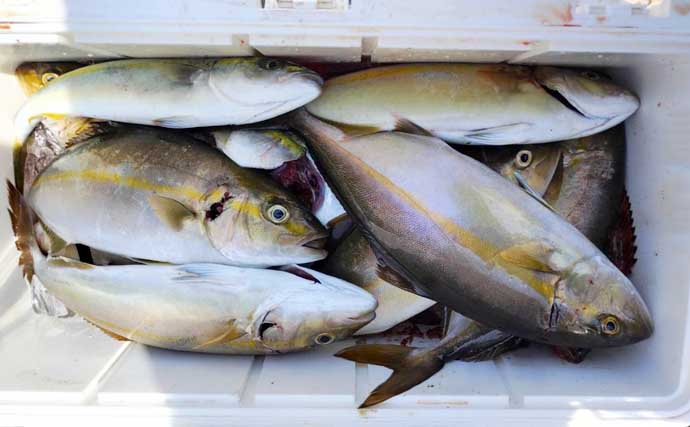 【沖釣り釣果速報】クエ狙いの出船で19kg浮上！タテ釣りではヒラメやマダイも好調（三重）