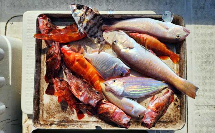 【沖釣り釣果速報】クエ狙いの出船で19kg浮上！タテ釣りではヒラメやマダイも好調（三重）